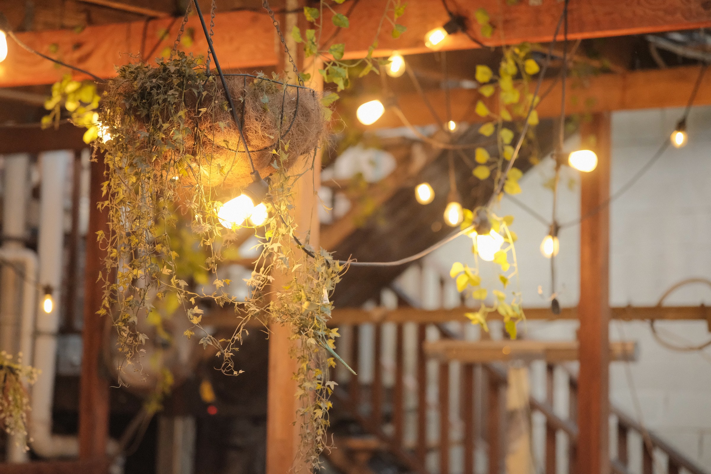 Warm string lights and hanging plants beneath timber beams